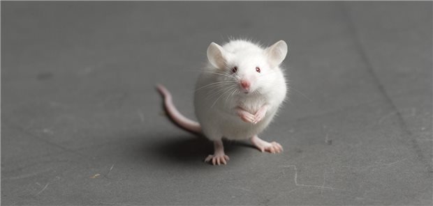 Eine weiße ratte sitzt am Boden und schaut in die Kamera. 