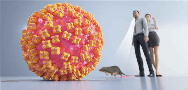 Das Hantavirus wird über verschiedene Nager verbreitet, die die Viren über Kot und Urin ausscheiden.