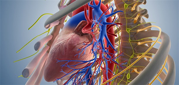 Das Herz im Blick: Im Zusammenhang mit chirurgischen Operationen gibt es das Phänomen MINS (myocardial injury after noncardiac surgery).