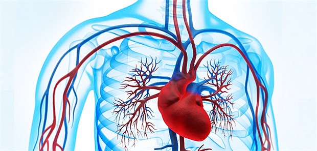 Das Herz im Brustkorb.