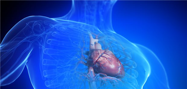 Das Herz im Fokus: Ein Gewebepflaster aus Herzmuskelzellen könnte Patienten mit schwerer Herzinsuffizienz künftig vor einer Transplantation bewahren.