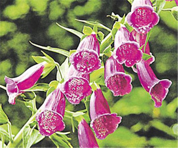 Digoxin: Neue Studie nährt Zweifel an der Sicherheit bei Vorhofflimmern Das Herzglykosid Digoxin wird aus der Giftpflanze Fingerhut gewonnen.