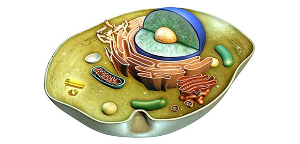 Weg für Mitochondrienspende ist frei! Das Innere einer Zelle: Mitochondrien sind grün dargestellt.