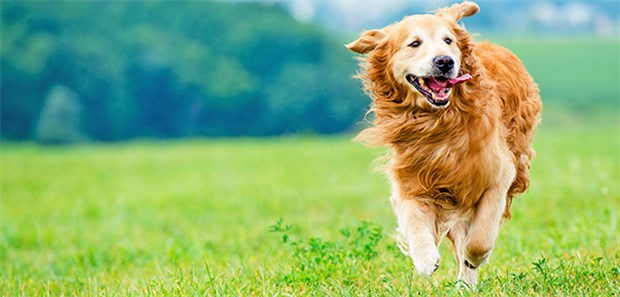 Das Leben mit Hund birgt Infektionsgefahren.