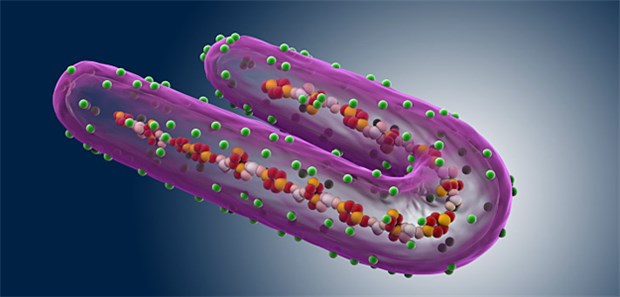 Ebola-Fieber - Hohe Sterberaten eine Frage der Hautfarbe? Das Marburg-Virus.