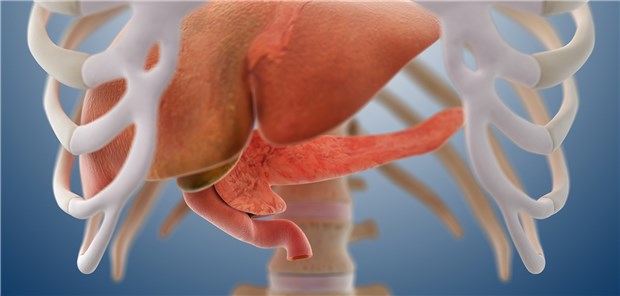 Das Nahrungsergänzungsmittel TOTUM-63 soll unter anderem die Insulinsekretion des Pankreas erhalten und die Leberverfettung verringern.