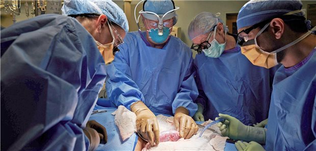 Schweineniere wohl an Blutkreislauf hirntoter Patientin angeschlossen Das New Yorker Transplantationsteam um Dr. Robert Montgomery bei der Operation im September 2021. Die Chirurgen untersuchen eine Schweineniere, die mit dem Blutkreislauf einer hirntoten Frau verbunden ist, nach Zeichen einer Abstoßung.