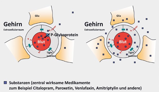 Das P-Glykoprotein in der Membran von Gefäßzellen sorgt dafür, dass zentral wirksame Arzneien wie Citalopram aus dem Gehirn zurück in das Gefäßlumen transportiert werden. Fehlt das Protein, strömen sie aus dem Blut ins Gehirn. Polymorphismen im ABCB1-Gen bewirken, dass das P-Glykoprotein mehr oder weniger Arznei ins ZNS passieren lässt.