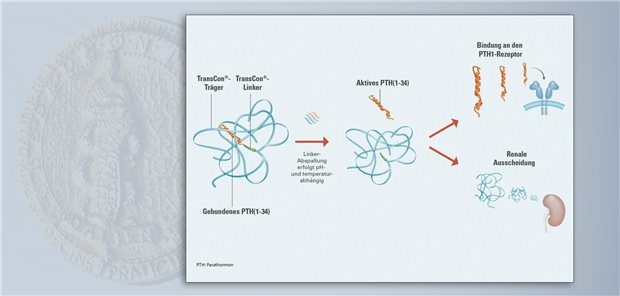 Das Prodrug Palopegteriparatid ist per Linker (TransCon®-Linker) an einen Träger (Methoxypolyethylenglykol, TransCon®-