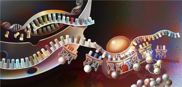 Das Ribosom liest normalerweise bei der Translation die mRNA in aufeinanderfolgenden Gruppen von drei Nukleotiden und übersetzt diese in die entsprechenden Aminosäuren, die letztlich ein Protein bilden.
