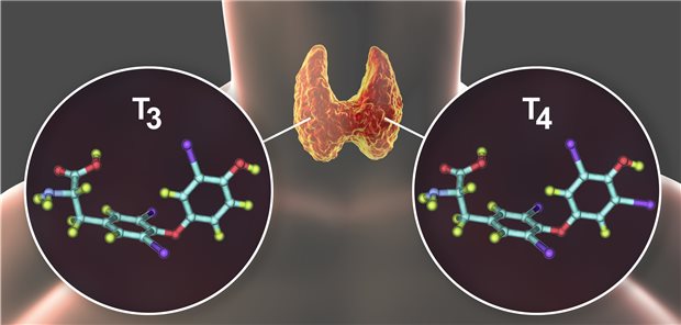 Negativtrend bei der Jodversorgung Das Spurenelement Jod ist ein elementarer Baustein der Schilddrüsenhormone Trijodthyronin T3 und T4.