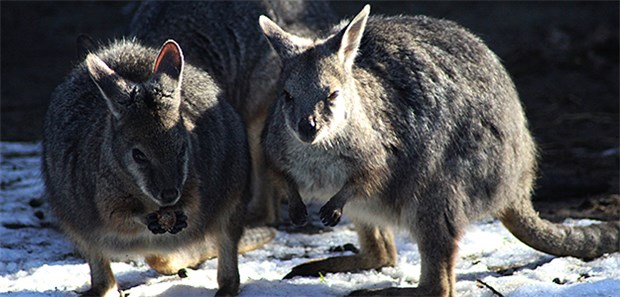 Der Mensch und das Beuteltier Das Tammar wallaby (Macropus eugenii) kommt nur in Südaustralien vor.