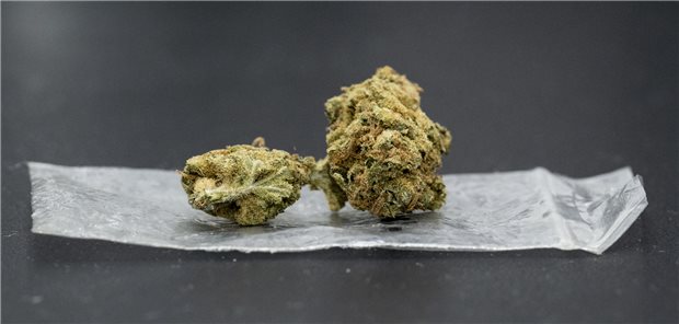Cannabis-Freigabe: Ministerium sieht Milliarden-Einsparung in Justiz Das Vorhaben Legalisierung wird konkreter: Cannabisblüte auf einem Plastikbeutel.