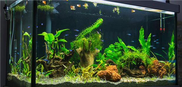 Das Wasser eines Aquariums kann mit ungewöhnlichen Erregern besiedelt sein. Dass dies der Grund für die chronische Wunde eines Patienten war, wurde erst klar, als der Patient von seinem Hobby berichtete.