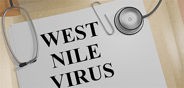 Mehr als 100 neue Fälle in Europa Das West-Nil-Fieber ist in Europa auf dem Vormarsch.