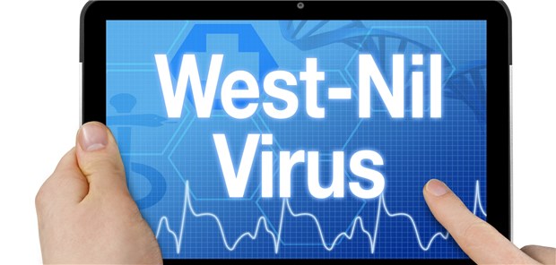 Das West-Nil-Virus: Zuletzt berichtete Italien von Krankheits-Fällen.