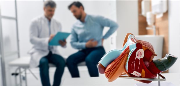 Im Vordergrund ein Modell der männlichen Geschlechtsorgane, im Hintergrund ein Gespräch von Arzt und Patient.