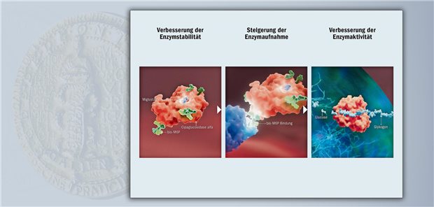 Das Wirkprinzip der Zwei-Komponenten-Therapie bei der späten Verlaufsform von Morbus Pompe: Cipaglucosidase alfa ersetzt das fehlende Enzym und Miglustat stabilisiert das Enzym.