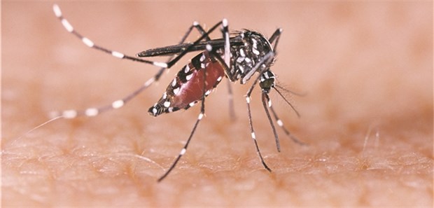 Nach Zika-Ausbruch GBS-Inzidenz versechsfacht Das Zika-Virus kann auch dem Nervensystem von vollständig entwickelten Menschen zusetzen.