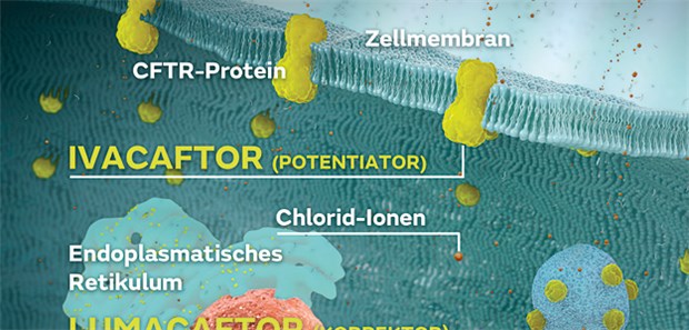 Das Zusammenwirken von Lumacaftor und Ivacaftor erhöht die Anzahl und Öffnungswahrscheinlichkeit des CFTR-Proteins, einem Chlorid-Ionenkanal an der Oberfläche von Epithelzellen. So wird der Abtransport von Chlorid-Ionen verstärkt.