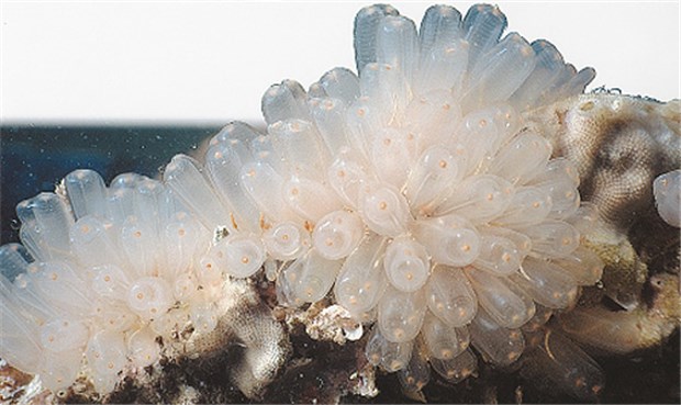 Das Zytostatikum ET-743 (Ecteinascidin) wird aus der Seescheide Ecteinascidia turbinata gewonnen. Sie gehört zu den Manteltieren, die von einer dicken Ausscheidung der Außenhaut umgeben sind.