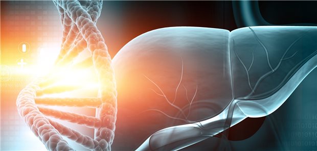 Das bei hATTR defekte TTR-Protein wird vor allem in der Leber synthetisiert. Daher ist sie auch das definierte Ziel der Gentherapie.