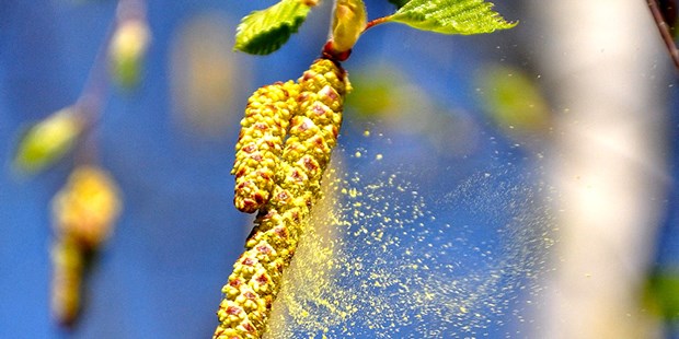 Mehr Pollen im Anflug Das fliegen sie.