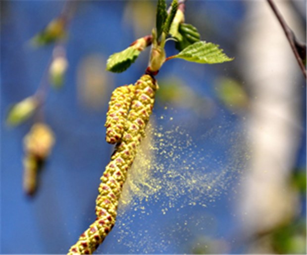 Erste Pollen fliegen schon Das fliegen sie, die Pollen - in diesem Jahr schon etwas früher.