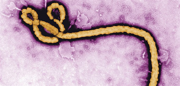 Überraschende Nebenwirkungen bei Ebola-Impfstoff Das gefürchtete Ebola-Virus.