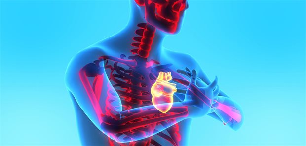 PREVENT-Score unterschätzt Gefahr für Herz und Gefäße bei Rheuma 3D-Illustration eines Menschen, sichtbar sind unter anderm Skelett und Herz.