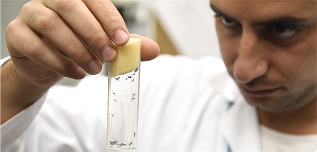 Atomenergiebehörde sterilisiert Zika-Mücken Das sogenannte Selbstvernichtungsverfahren soll im Kampf gegen das Zika-Virus helfen.