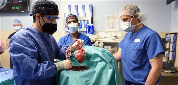 Patient mit transplantiertem Schweineherz „bemerkenswert wach“ Das transplantierte Herz vor der Operation.