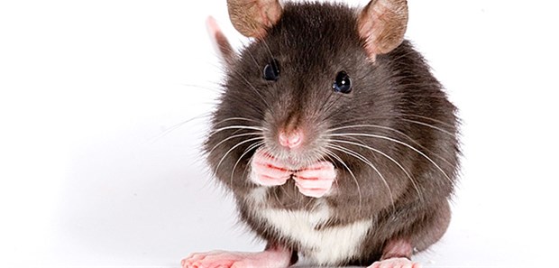 Abnehmen trotz fettreicher Kost Dass die Mäuse bei einer schlechten Ernährung übergewichtig werden, liegt vermutlich auch daran, dass sich spezifisch die Ceramide, die von der Ceramid Synthase 6 gebildet werden, in Mitochondrien anreichern und diese langfristig in ihrer Funktion hemmen.
