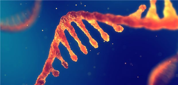 Definierte Sequenzen der RNA, die in der Regel einsträngig vorliegt, können zur Diagnose von Erkrankungen genutzt werden - auch von ALS, so eine Studie.