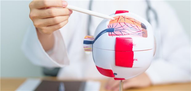 Eine Ärztin zeigt mit einem Stift auf eine Struktur auf einem Modell eines Auges.