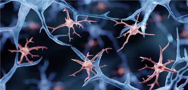 Dendrozyten, also Gliazellen in der grauen und weißen Substanz des zentralen Nervensystems, reagierten in einer Studie sensibel auf verschiedene Chemikalien, die in Haushaltsgegenständen vorkommen.