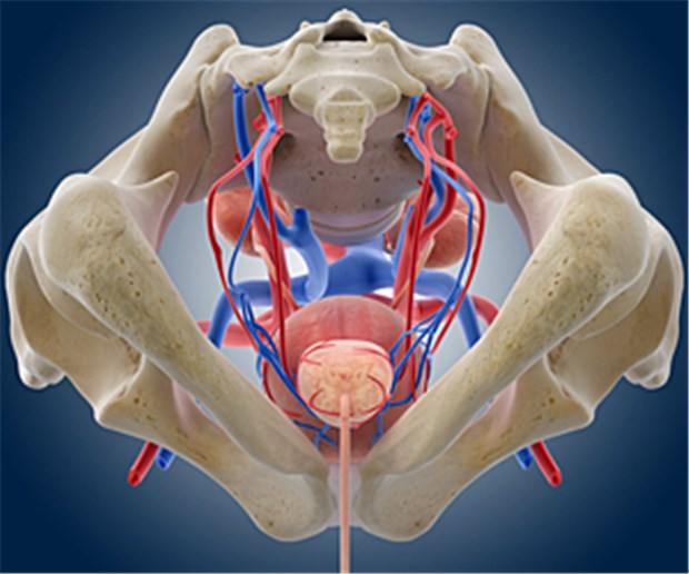 Lieber abwarten statt operieren Der Blick ins Innere eines Mannes mit Fokus auf die Prostata.