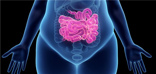 Der Darm im Fokus bei Adipositas: Neue Hormon-Agonisten verhelfen zu einer starken Gewichtsreduktion.