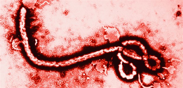 Liberianische Patienten fliehen aus Klinik Der Ebola-Erreger zieht immer weitere Kreise.
