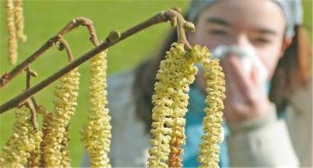 Erst die Nase, dann die Bronchien - Hyposensibilisierung kann Asthma verhindern Der Flug von Haselpollen hat bereits begonnen.