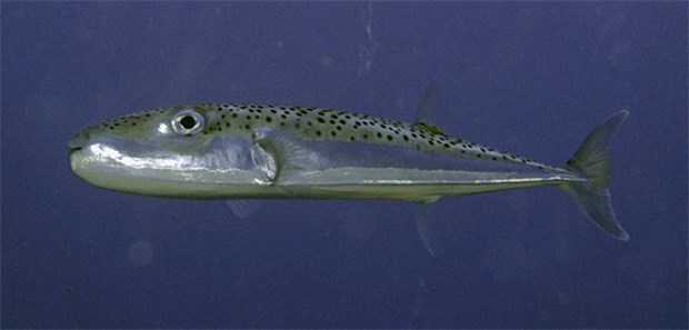 Giftiger Kugelfisch verbreitet sich im Mittelmeer Der Hasenkopf-Kugelfisch breitet sich im Mittelmeer aus - mit gefährlichen Folgen?
