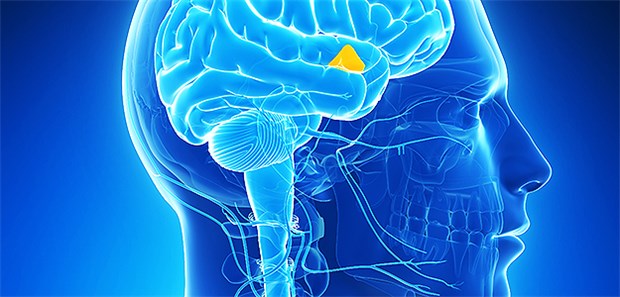 Vergrößertes Gehirn bei Depressionskranken Der Hypothalamus: Die Wissenschaftler haben beobachtet, dass diese Hirnregion umso größer war, je schwerer die Erkrankung war.