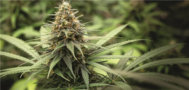 Cannabis-Blüte