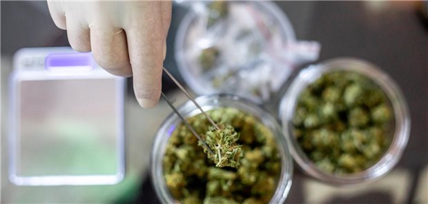 Cannabis-Teillegalisierung: Hälfte der Bundesbürger gegen Rückabwicklung des Gesetzes Der Konsum von Cannabis zu Konsumzwecken ab 18 Jahren ist seit dem Frühjahr 2024 in Deutschland erlaubt – allerdings unter diversen Auflagen.