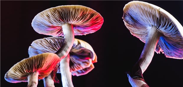 Der Kubanische Kahlkopf (Psilocybe cubensis) wird wegen seines Gehalts an Psilocybin als Giftpilz eingestuft.
