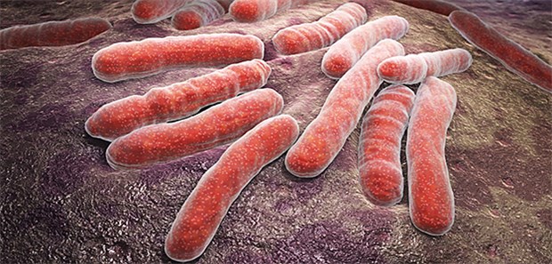 Menschliches Genom hat sich an Lepra-Erreger angepasst Der Lepra-Erreger Mycobacterium leprae: Europäer haben anscheinend durch eine Genmutation die Anfälligkeit gegen den Keim verloren.