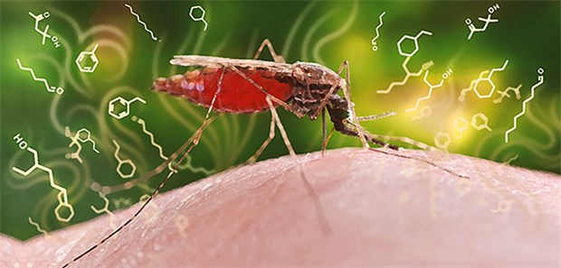 Forscher können Malaria jetzt riechen Der Malariaerreger verändert das Duftstoffprofil einer infizierten Person, was sie für die erregerübertragende Anopheles-Mücke attraktiver macht.