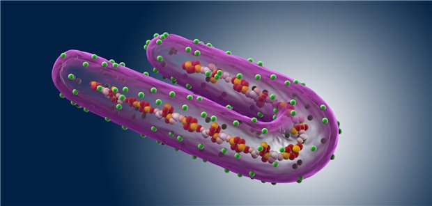Marburg-Virus: Dieses Jahr bis jetzt knapp 20 Todesfälle in Afrika zu verzeichnen Der Marburg-Virus sorgt immer wieder für regionale Krankheitsausbrüche – dieses Jahr zum Beispiel in Äquatorialguinea und Tansania.