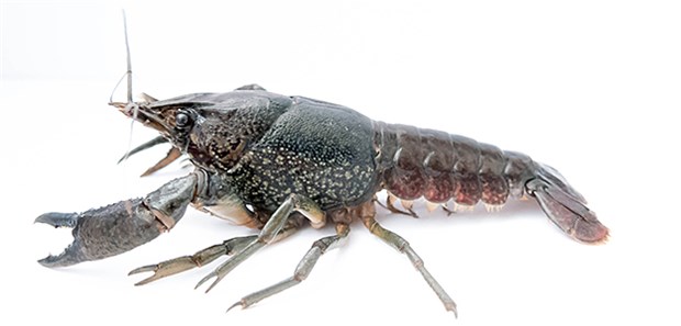 Mit einem Krebs gegen den Krebs Der Marmorkrebs: Erst vor 30 Jahren entstanden und eine Hoffnung für die Krebsforschung.