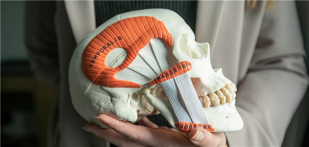 Modell eines Schädels mit Schläfenmuskulatur und Kiefermuskulatur.